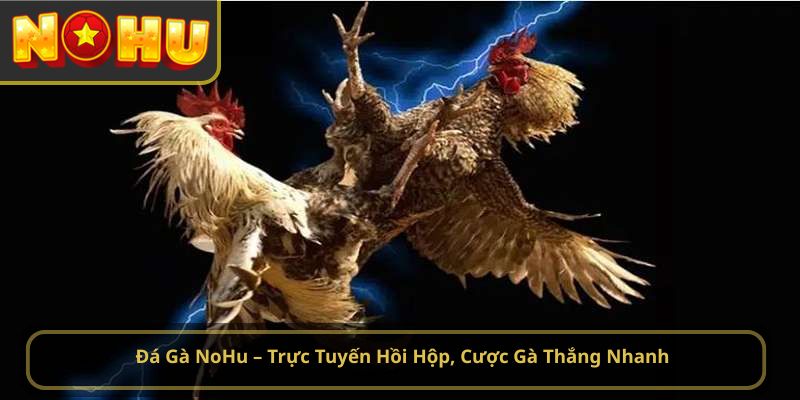 đá gà NoHu