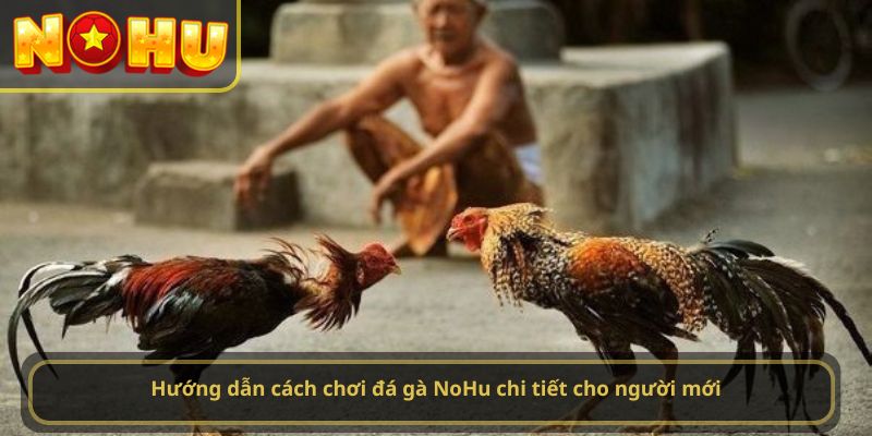 Hướng dẫn cách chơi đá gà NoHu chi tiết cho người mới