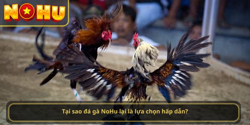 Tại sao đá gà NoHu lại là lựa chọn hấp dẫn?
